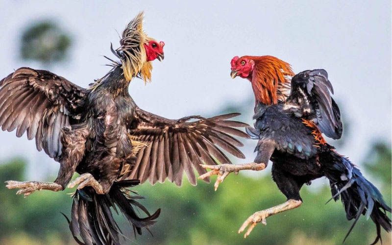 Cập nhật thông tin lịch thi đấu các trận đá gà Thomo 